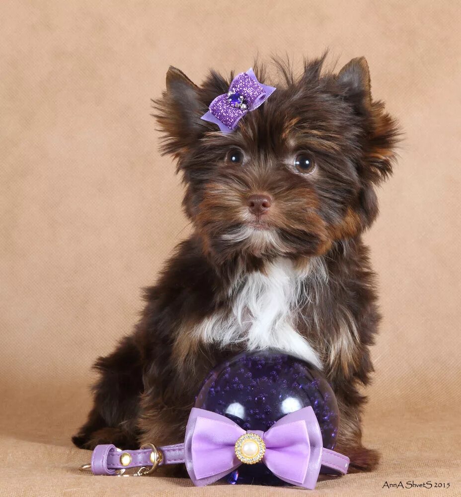 Бивер йоркшир терьер шоколадный. Шоколадный йорк. Шоколадный йоркширский терьер. Биро йоркширский терьер шоколадный. Коричневый йоркширский терьер стандарт.