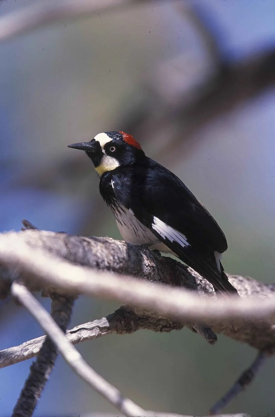 Дятел желуди. Melanerpes formicivorus. дятлы-меланерпесы. &quot;acorn woodpecker&quot;. птица дятел.