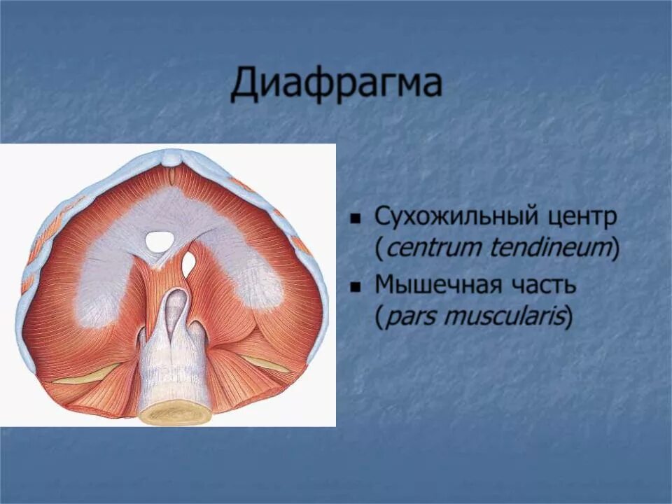 Три диафрагмы у человека. Диафрагма вид снизу анатомия. Сухожильный центр диафрагмы. Сухожильный центр диафрагмы анатомия. Диафрагма анатомия мышцы.