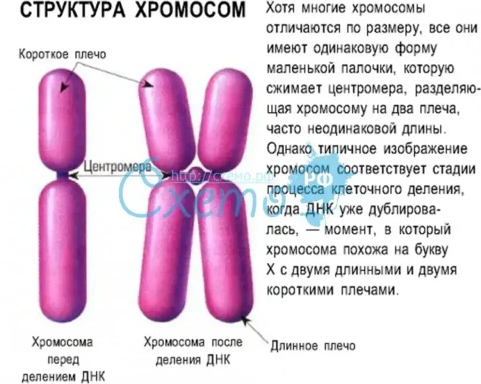 Современные представления о строении хромосом. Зарисуйте и опишите строение хромосомы. строение хромосом их типы. хромосомы их строение и функции. внутренняя строение хромосом функция.