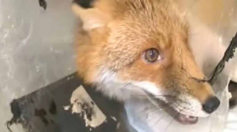 Спасенная лиса. Лиса спасает мир. Мчс спасли лисят в детском саду. Поющий лисенок в ленобласти. Лиса спасатель.