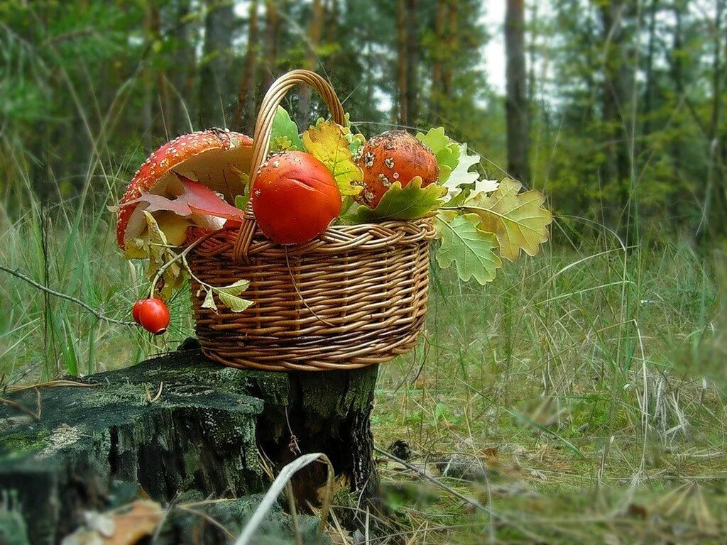 Лето грибами осень плодами. Осенние дары природы. Осенние дары леса. Корзинка с грибами и ягодами. Ягоды в лукошке.