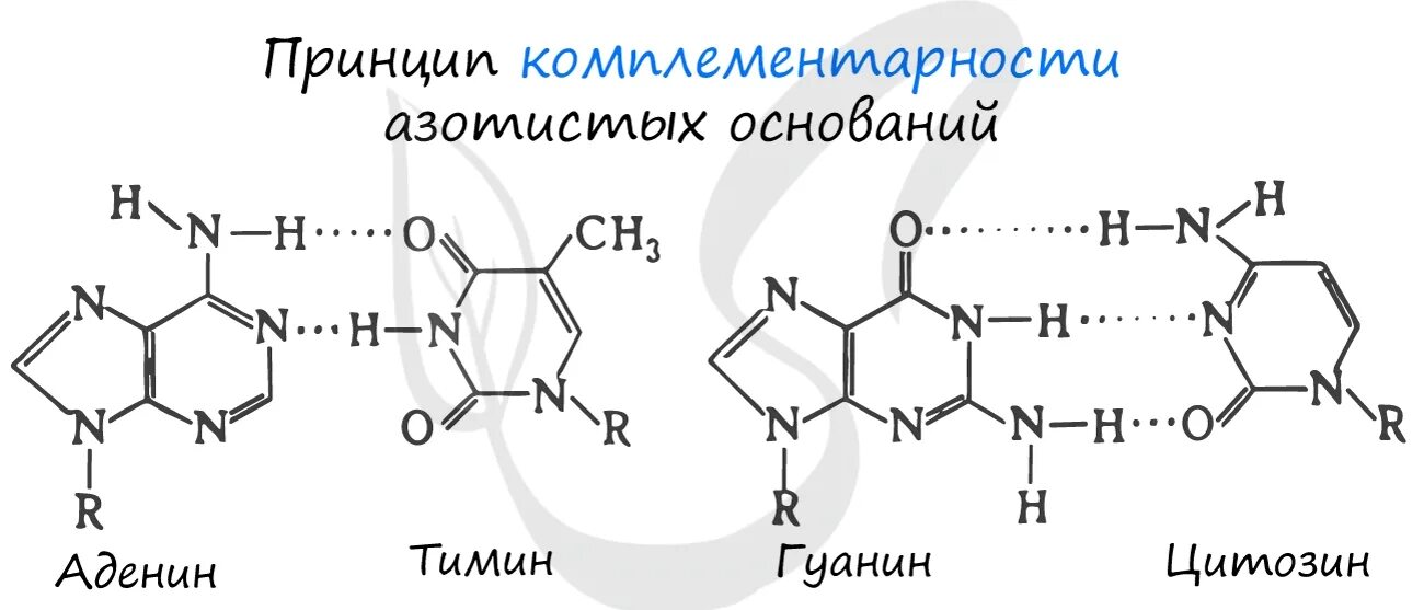 Водородный связи между аденином и тимином. Аденин и Тимин водородная связь. Образование водородных связей между аденином и тимином. Комплементарная связь аденина и Тимина. Связь между аденином и тимином.