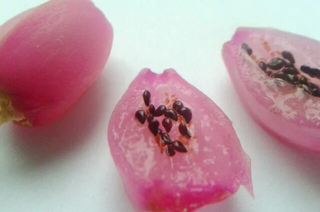 декабрист в дикой природе. семена декабриста. шлюмбергера в семенах. зигокактус шлюмбергера размножение. семена шлюмбергера.