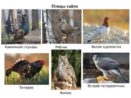 Какие птицы водятся в таежных лесах