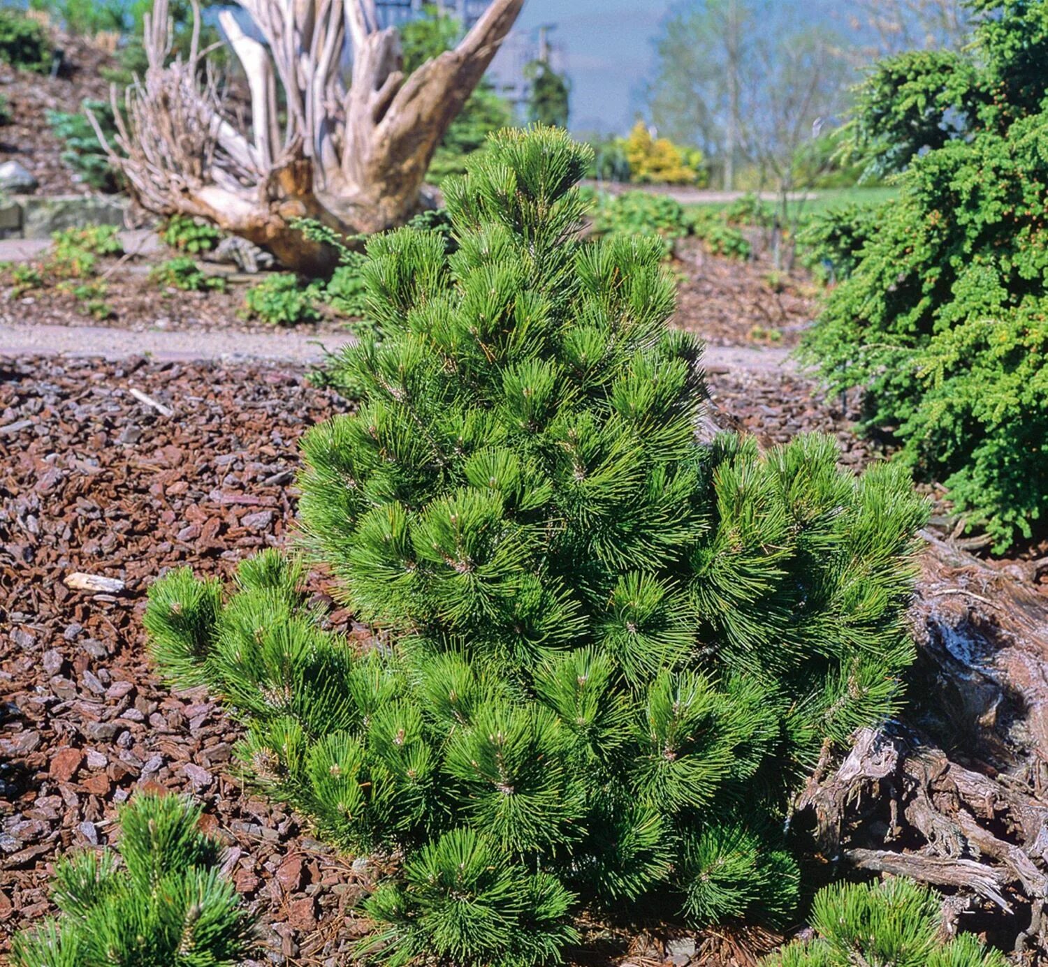 Pinus heldreichii. Pinus heldreichii