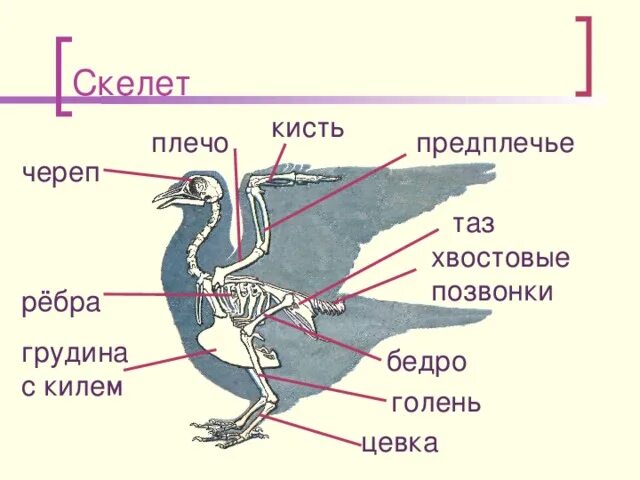 Что такое вилочка у птиц. Скелет птицы цевка. Строение птицы цевка. Скелет птицы киль и цевка. Строение птицы киль.