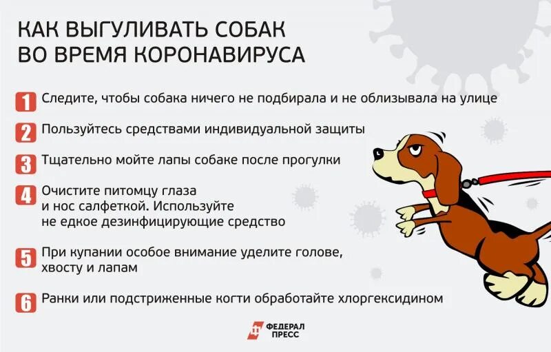 Выгул собак. Сколько минут нужно выгуливать собаку. Сколько в день нужно выгуливать собаку. Правила выгула собак. Когда можно выводить щенка