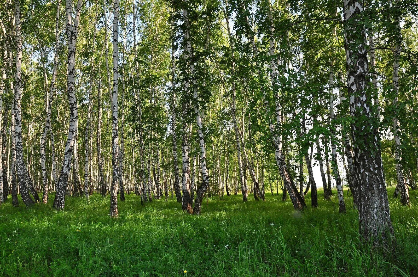 Березовая роща Горно Алтайск. Осина Осиновая роща. Березо осиновый лес. Березово-осиновых леса Западной Сибири. Природное сообщество березовый лес