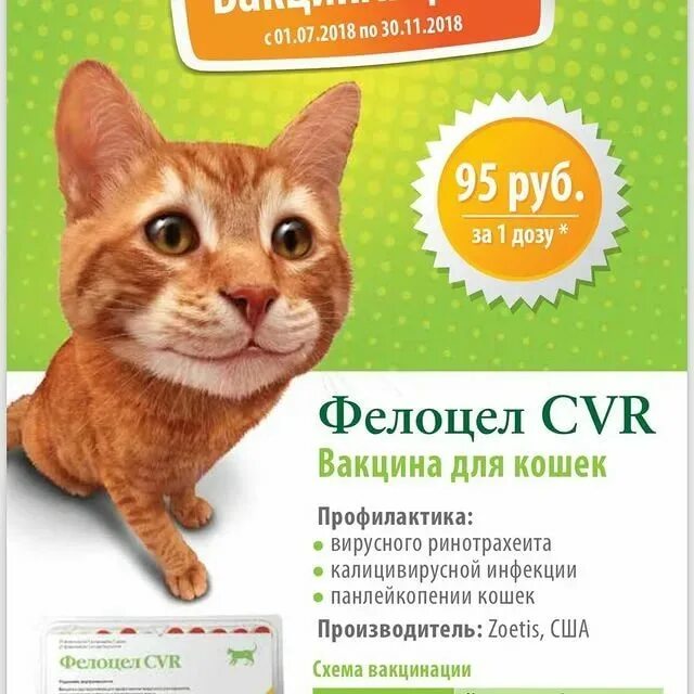 Фелоцел отзывы. Фелоцел 4 вакцина для кошек. фелоцел cvr, вакцина для кошек. zoetis вакцина для кошек. фелоцел для кошек производитель.