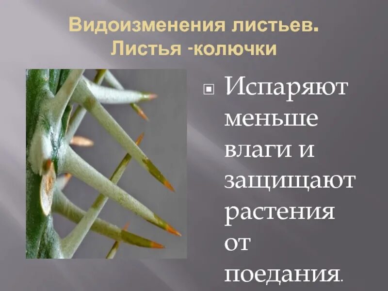 Видоизменения листьев растений. Видоизменения листьев. листья колючки видоизменения листьев. видоизменение листьев колючки.
