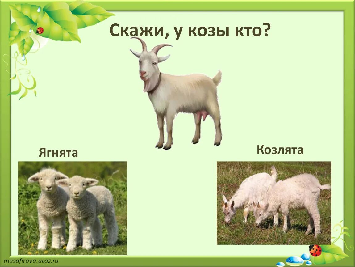 Как определить ягненка