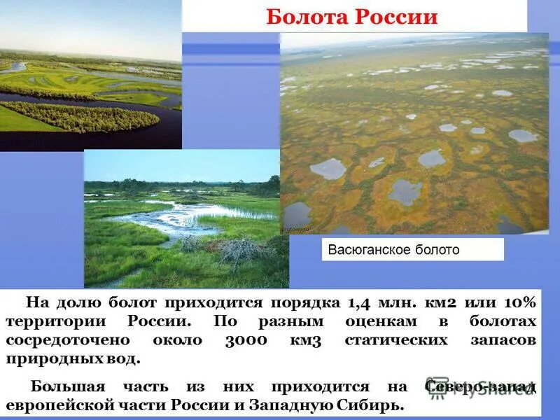 размещение болот. болота россии на карте. размещение болот. районы распространения болот в россии на карте. как образуется болото.