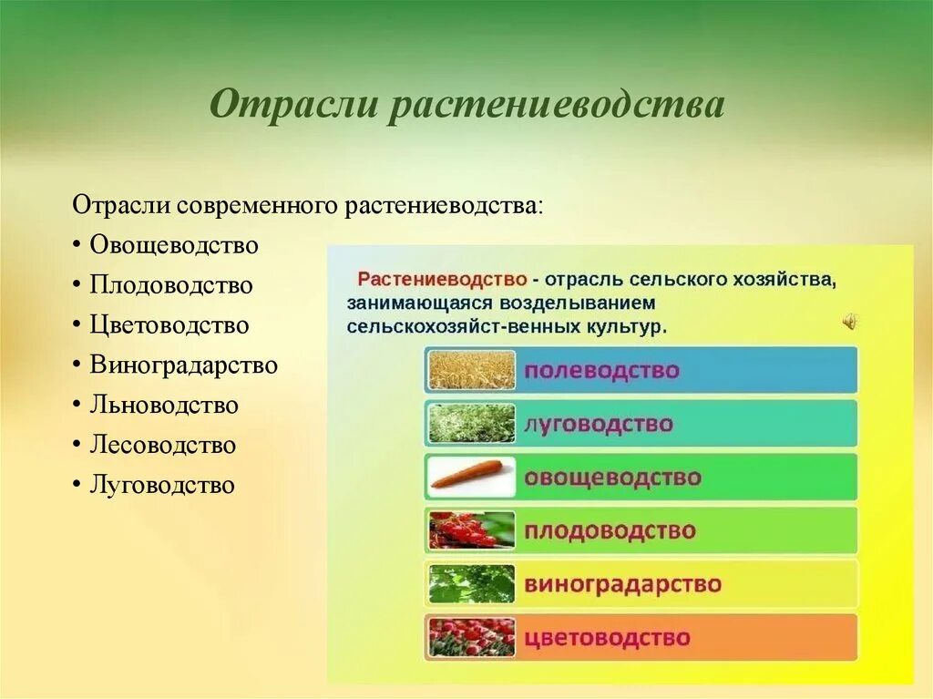 Сельскохозяйственные технологии 5 класс. Отрасли растениеводства. Какие отрасли растениеводства. Схема отрасли растениеводства. Главные отрасли растениеводства.