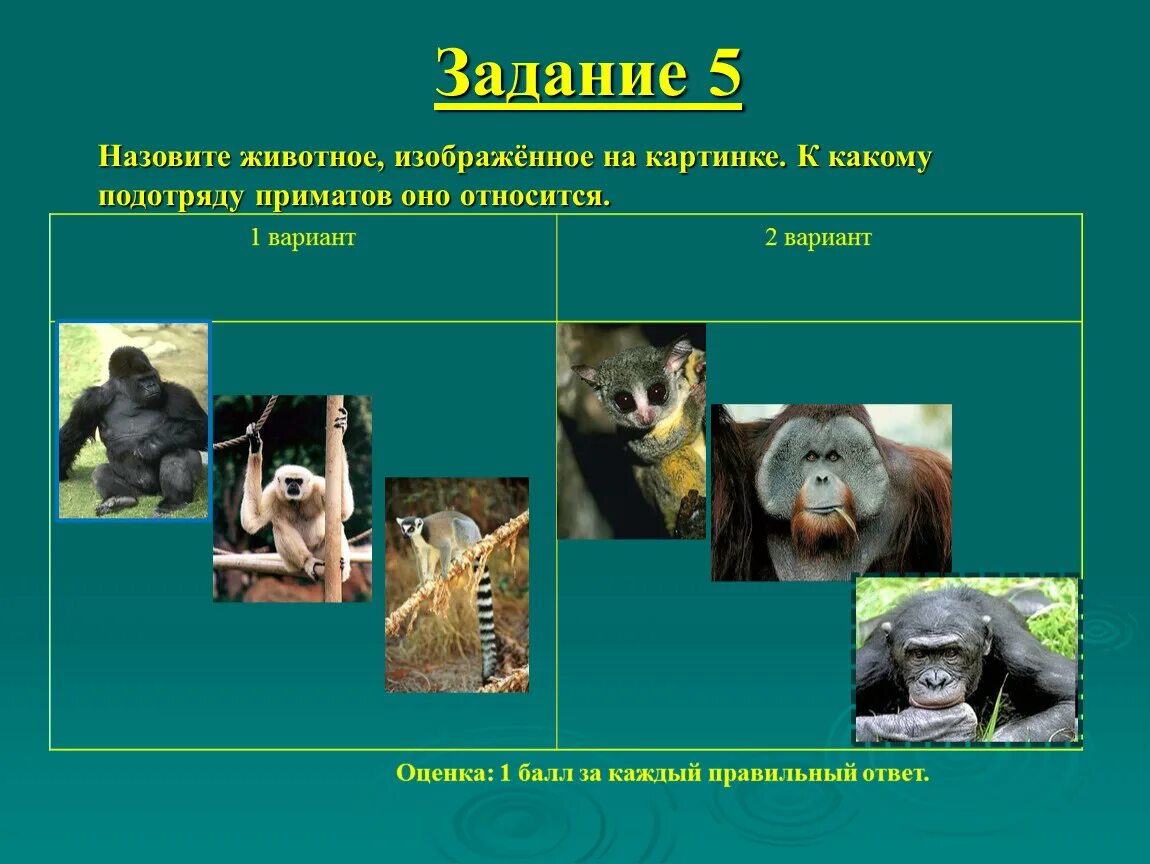 Приматы отряды млекопитающих. Класс млекопитающие отряд приматы. Отряд приматы представители. К отряду приматы относятся. Человек относится к классу приматов