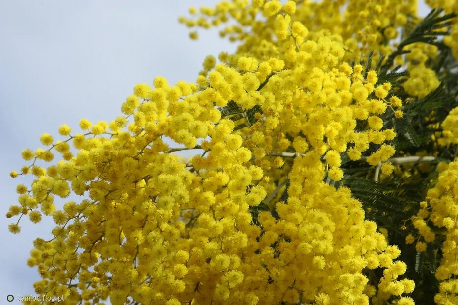 Мимозы в розницу. Мимоза Acacia dealbata. Акация серебристая Мимоза. Акация серебристая ареал. Кипрская Мимоза.