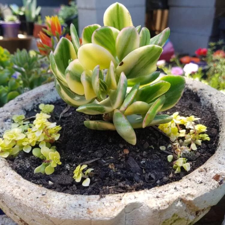 Крассула солана. Крассула lemon lime. крассула обликва.