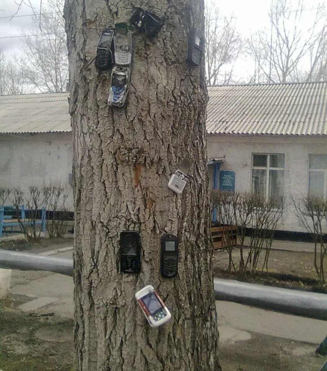 Где спрятала телефон. Телефон прибитый к дереву. телефон на дереве.