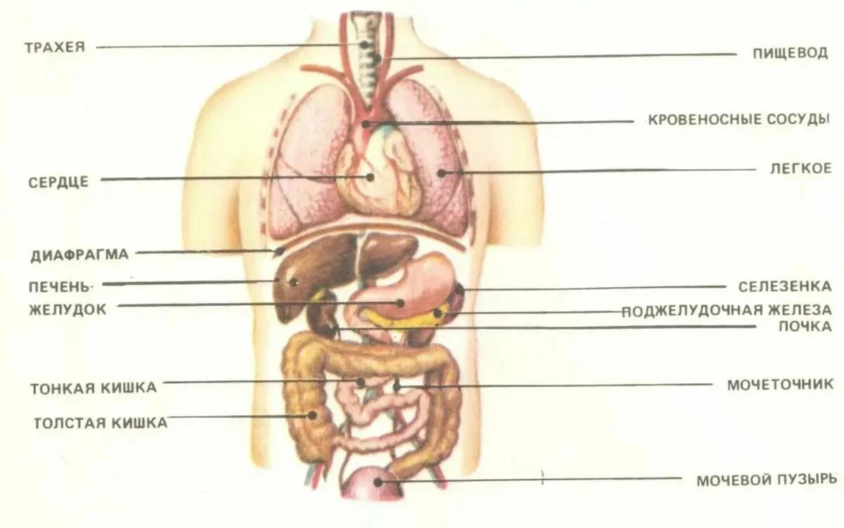 Внутренние органы строение схема. Органы человека на схеме спереди. Расположение органов у человека в картинках спереди у мужчин. Размещение внутренних органов человека схема.
