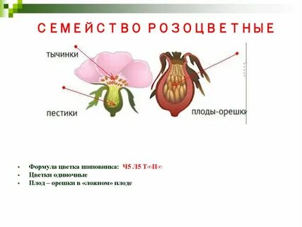 Какие признаки розоцветных вы знаете