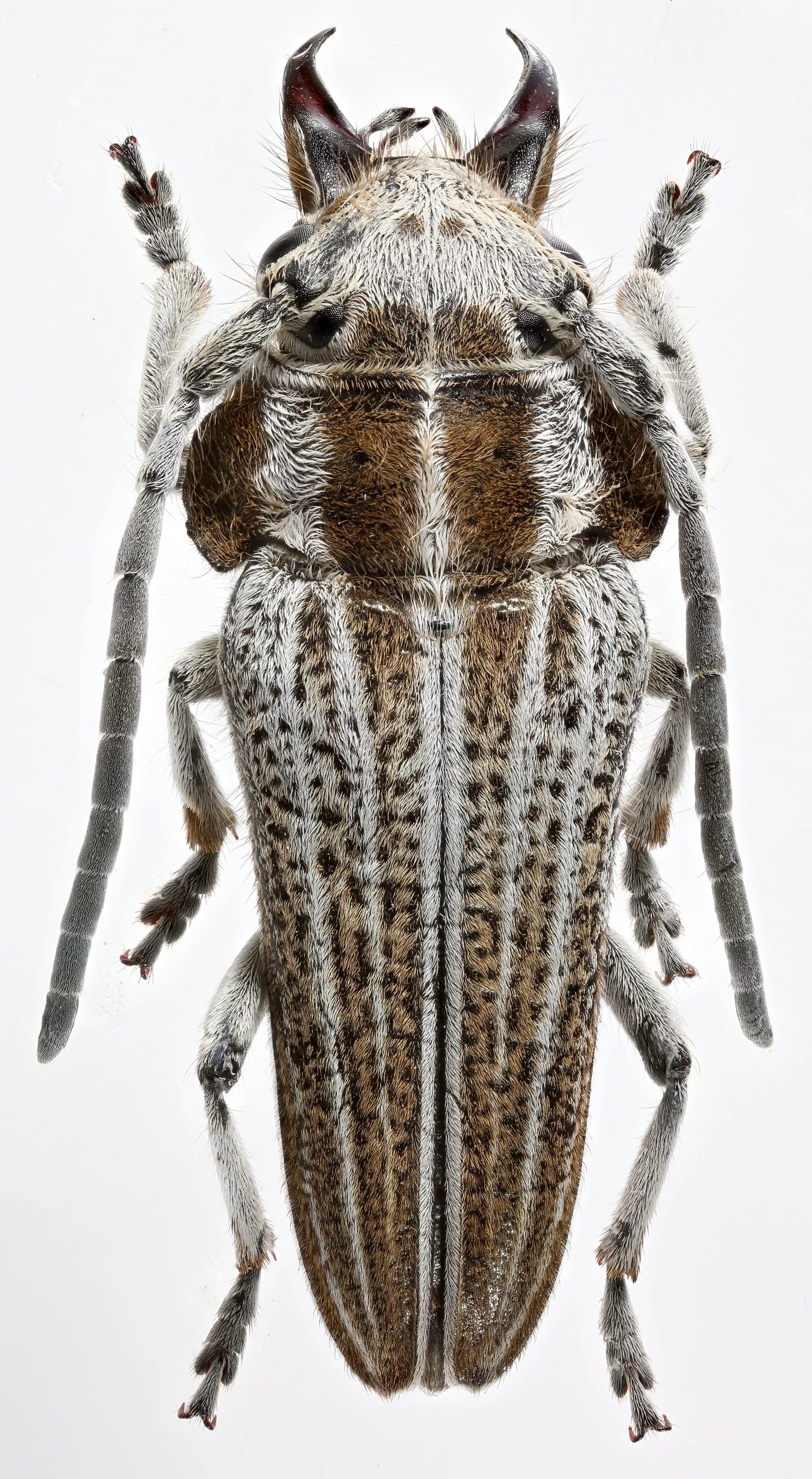 Домашний жук. Жук животных. Жук домашнее животное. Жук носорог самка и самец отличия. Домашние насекомые питомцы.