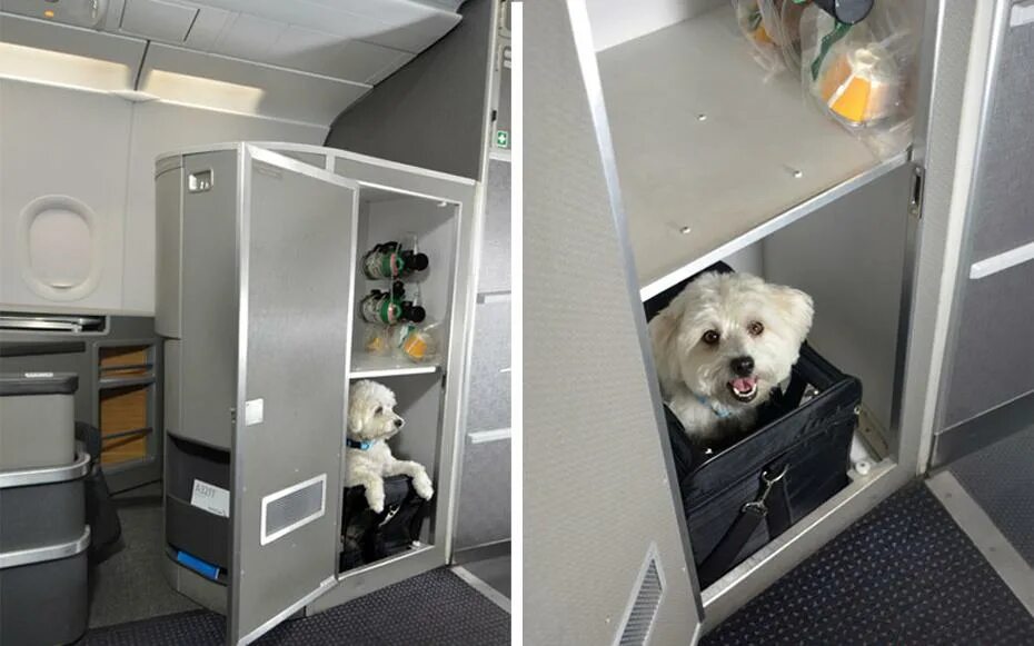 Отсек для животных в самолете. Багажный отсек для животных. Багажный отсек для животных в самолете. Отсек для собак в самолете. Как провезти собаку в поезде