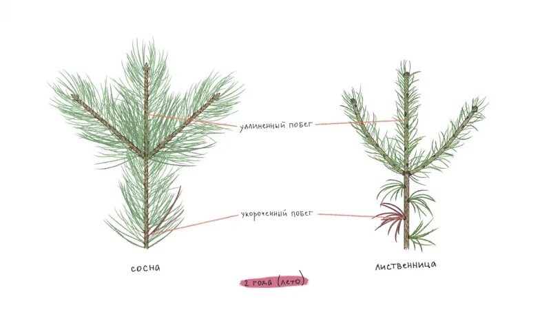 Хвойное растение схема. Пихта брахибласты. Строение побега сосны. Удлиненные и укороченные побеги сосны. Ауксибласт - побег сосны.