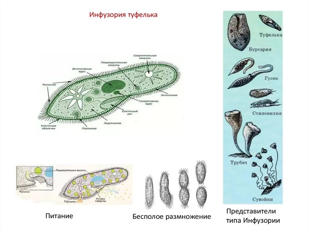 Жизненный цикл инфузории туфельки. Тип инфузории размножение. Инфузория туфелька Тип питания. Тип питания инфузории туфельки.
