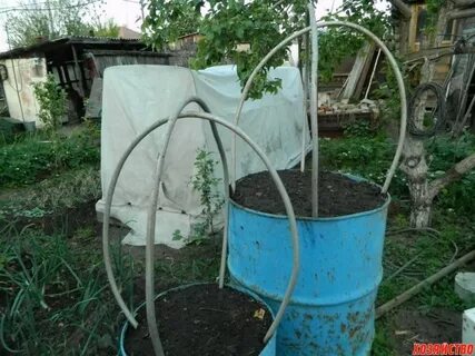 Выращивание в бочке