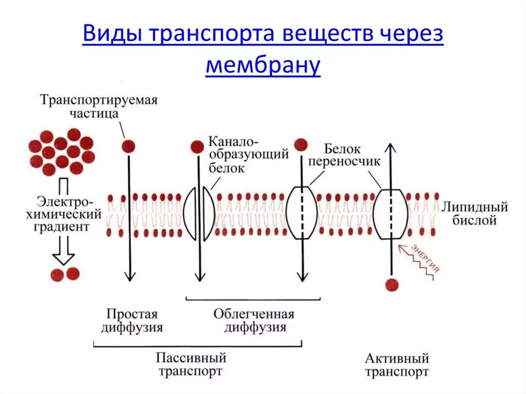 Какой вид мембранного транспорта показан на рисунке. Типы переноса веществ через биологические мембраны. Активный и пассивный транспорт ионов через клеточную мембрану. Что такое активный, пассивный транспорт через клеточную мембрану?. Мембранный транспорт пассивный активный облегченный.