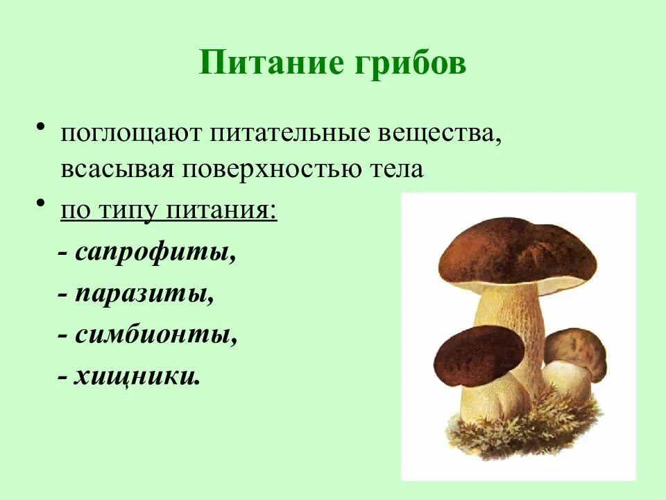 Питание грибов. Тип питания грибов. Характеристика грибов. Типы питания грибов схема. Группы грибов по питанию