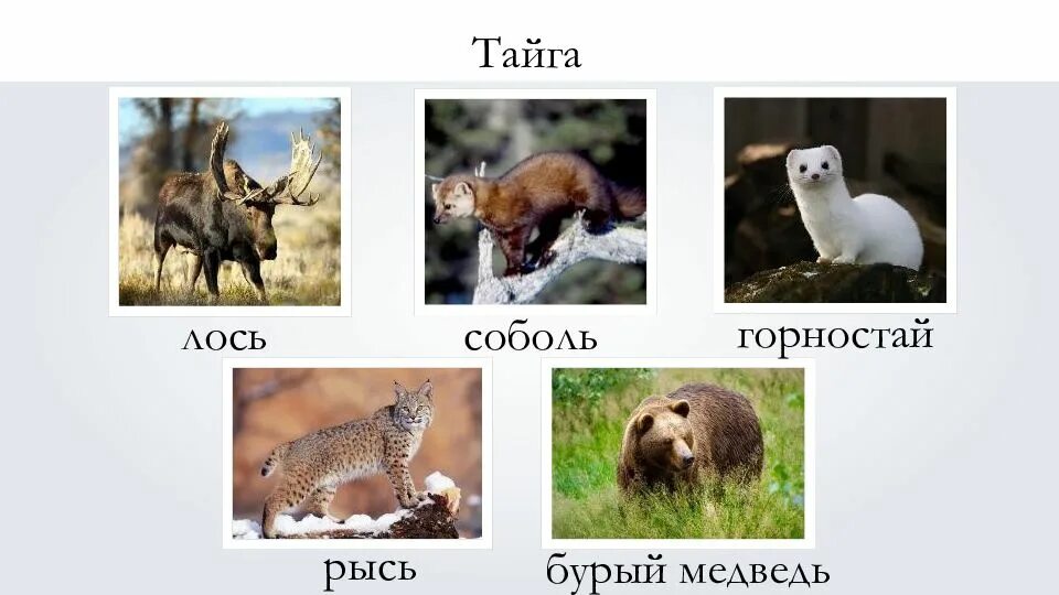 Евразия животный мир