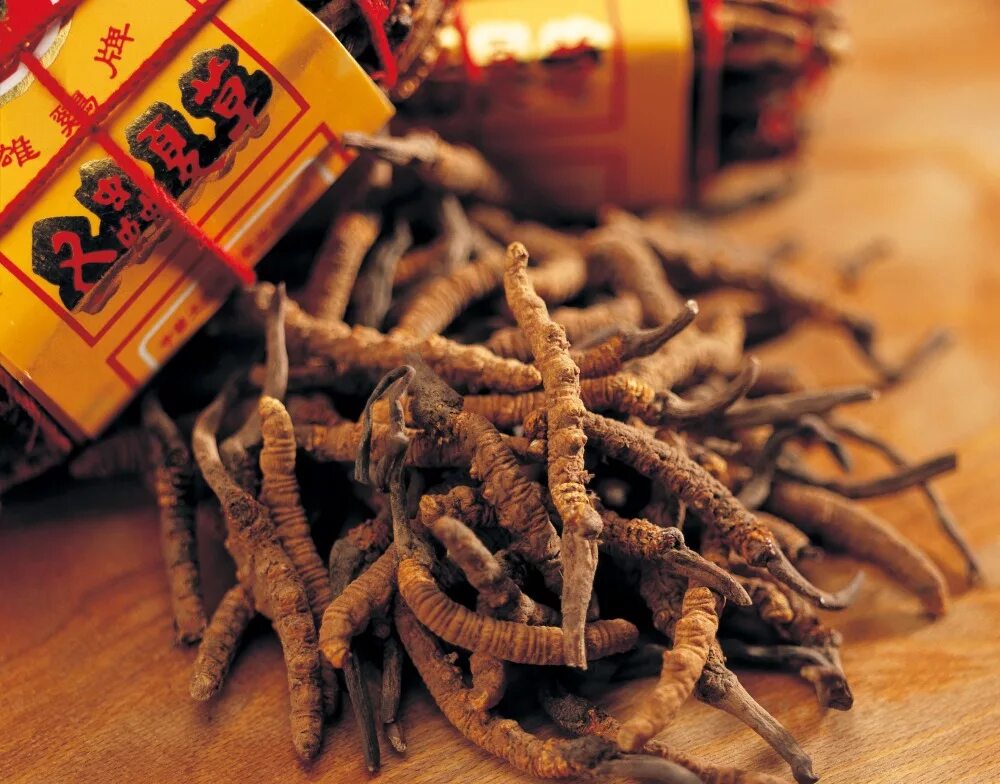 Про кордицепс. Cordyceps sinensis. Кордицепс китайский. Кордицепс китайский гриб. Кордицепс китайцы.