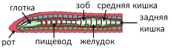 Пищеварительная система кольчатого червя. Пищеварительная система дождевого червя. Пищеварительная система кольчатых червей схема. Пищеварительная система кольчатого червя схема. Пищеварительная система органов кольчатых червей