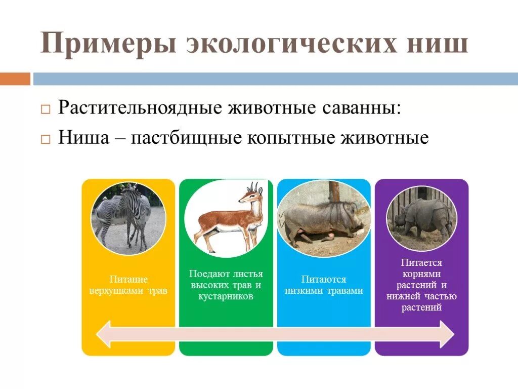 Экологическая ниша факторы среды. Экологическая ниша примеры. Описание экологической ниши организма. Примеры экологических ниш. Описание экологическойнаши организма.