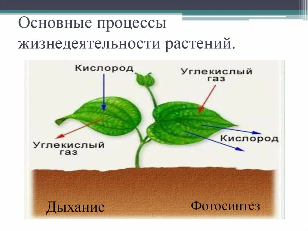 Как называется процесс жизнедеятельности растений 6 класс