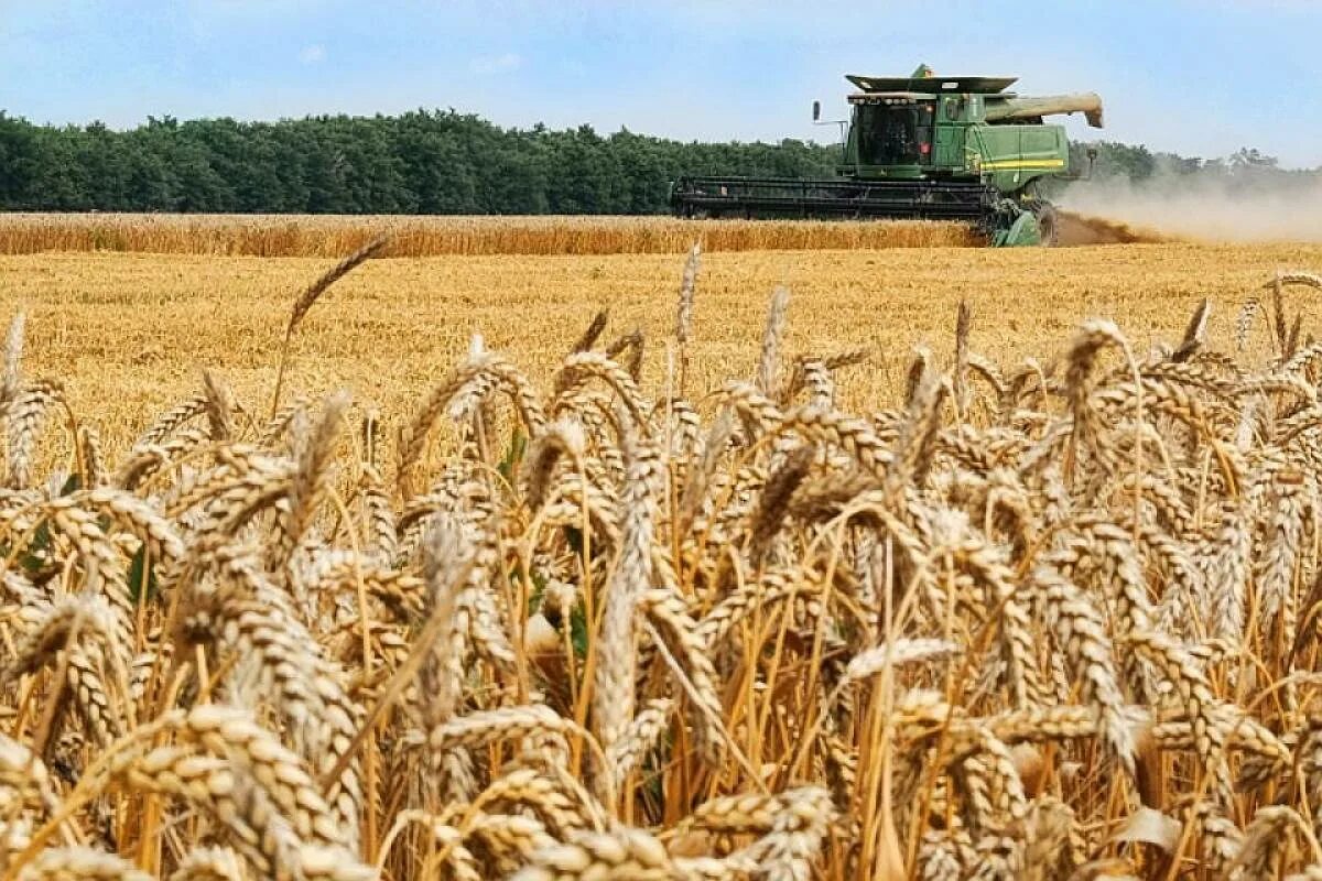 Сельское хозяйство. Сельское хозяйство Растениеводство. Сельскохозяйственная промышленность. Пшеница сельскохозяйственная культура.