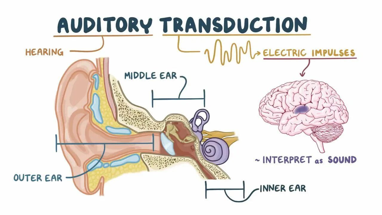 Auditory. Auditory ossicles. Orcus auditory. Hearing System. Hear system