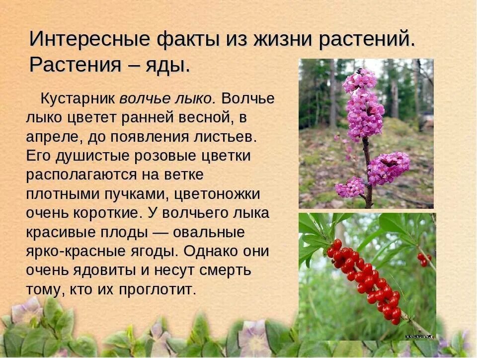 Интересные факты о растениях. Интересные факты оростениях. Интересные факты о животных и растениях. Интересные факты оростениях. Растения и их факты.