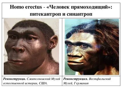 Неандертальцы синантропы