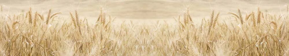 Wallpaper : sunlight, nature, field, branch, wheat, Rye, flower, agriculture, 16
