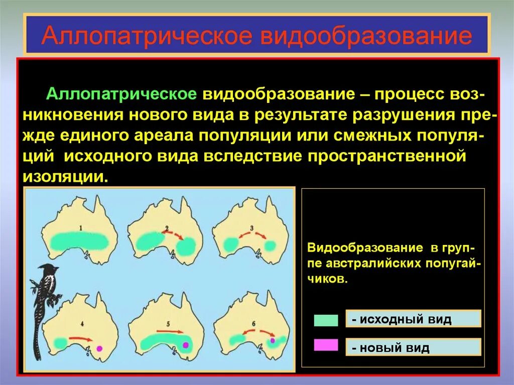 Аллопатрическое видообразован е. Формы аллопатрического видообразования. Аломатрическое видо образование. Аллопатрическое и симпатрическое видообразование.