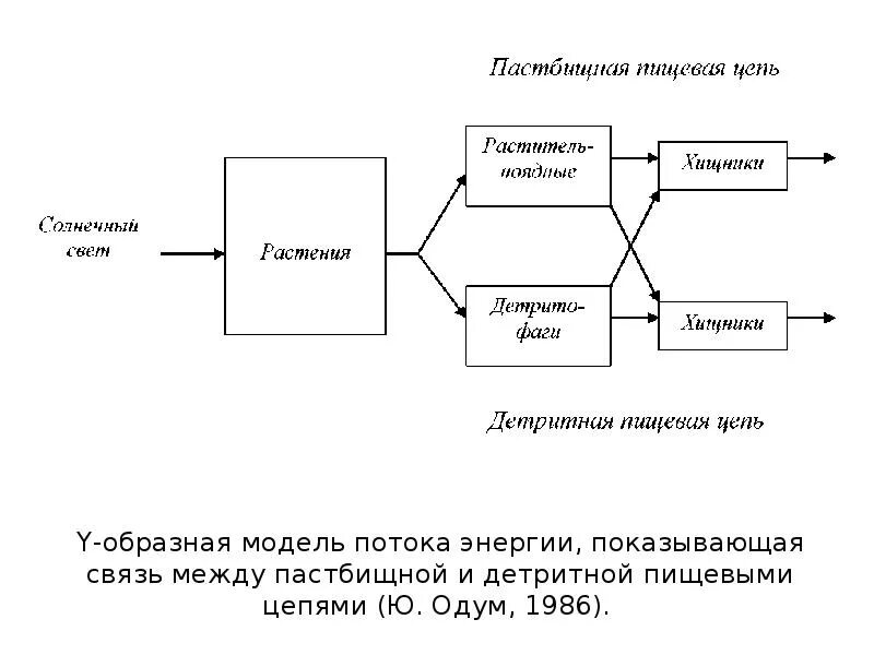 Цепи пастбищного типа. Схема пастбищной пищевой цепи. Цепочка питания. Пастбищная цепь питания схема. Пастбищная пищевая цепь примеры.