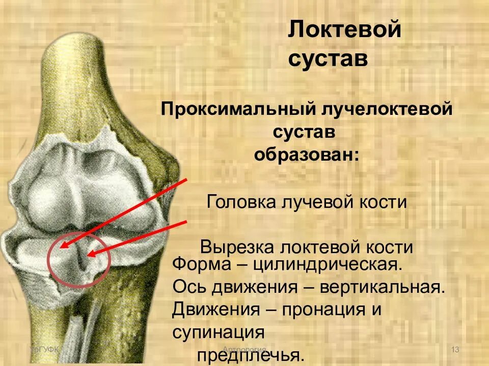 Локтевой сустав какие движение. Дистальный луче локтевой сустав. головка лучевой кости сустав. проксимальный и дистальный лучелоктевые суставы. плечевой лучелоктевой сустав.