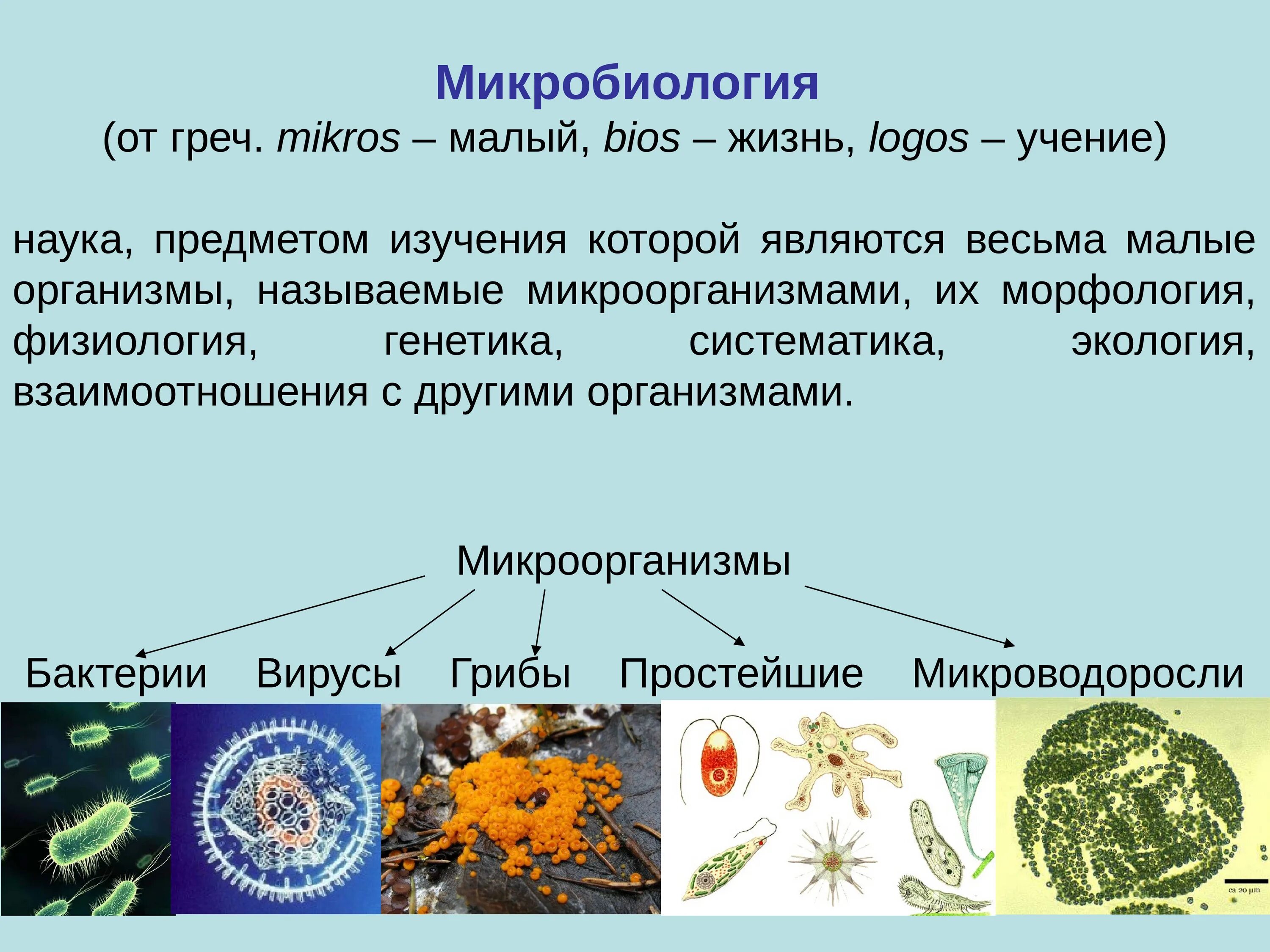 Презентация по микробиологии. Микробиология презентация. Классификация бактерий микробиология. Микробиология это наука изучающая. Наука изучающая бактерии называется