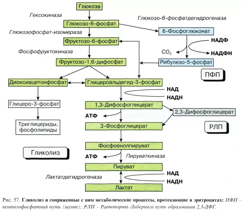 Схема 2 этапа гликолиза. Анаэробный гликолиз в эритроцитах схема. Гликолиз в эритроцитах биохимия схема. Гликолиз Глюкозы схема. Шестиуглеродный сахар образуется в результате гликолиза