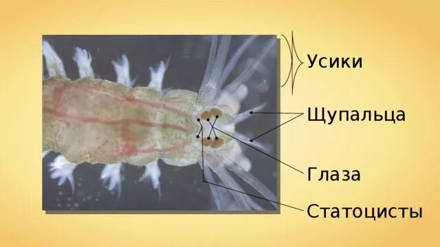 Органах чувств паразитических червей. Кольчатые черви органы чувств. Органы чувств кольчатых червей. Тип кольчатые черви органы чувств. Органы чувств кольчатых червей 7 класс.