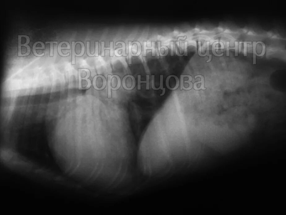 кардиогенный отёк лёгких у животных. рентген легких собаки при отеке. кардиогенный отек легких рентген собаки. отек легких у кошки рентген. отек легких у собаки рентген.