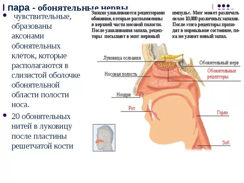 Обонятельная область носа. Обонятельный нерв. Обонятельный нерв располагается. Обонятельный нерв образован волокнами. Обонятельный нерв анатомия.