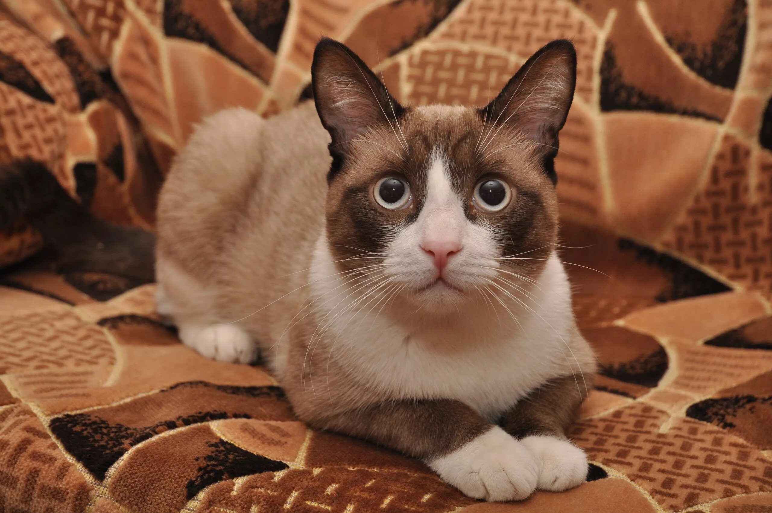 Рассмотрите фотографию кошки породы сноу шу. Тайский Сноу Шу. Сноу-Шу котята. Сиамский Сноу-Шу. Порода котов Сноу Шу.
